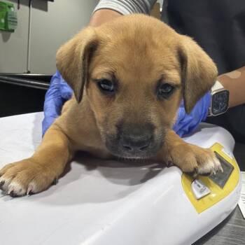 Georgia -  Hound and Mixed Breed Dog for Adoption in Tampa, Florida - Georgia | PetCurious