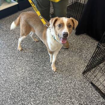 Eeyore 4380 -  Shepherd Dog for Adoption - Eeyore 4380 | PetCurious