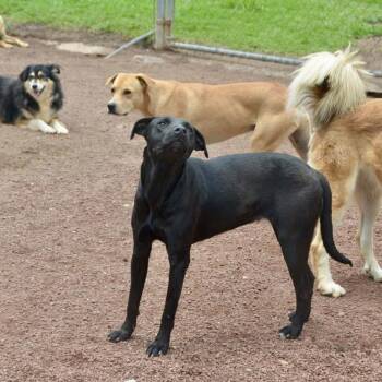 Rescue Mixed Breed and Black Labrador Retriever Dogs for Adoption in Mississauga, Ontario - Polly | PetCurious