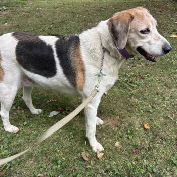 Treeing Walker Coonhound Dogs Available for Adoption - Molly | PetCurious