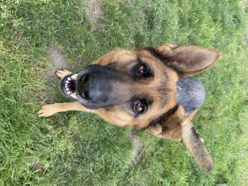 Nylah - ADOPTABLE -  German Shepherd Dog Dog for Adoption in Chilliwack, British Columbia - Nylah - ADOPTABLE | PetCurious