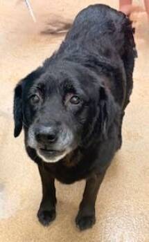 Sharon -  Labrador Retriever Dog for Adoption in Mt. Juliet, Tennessee - Sharon | PetCurious
