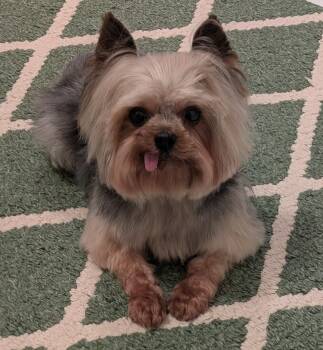 Chase -  Yorkshire Terrier Dog for Adoption in Greensboro, North Carolina - Chase | PetCurious