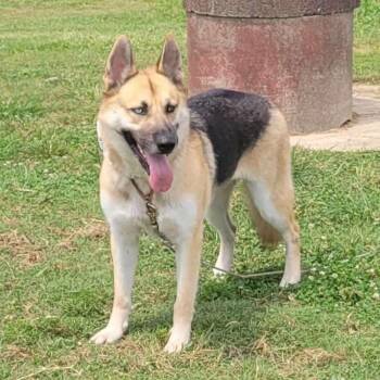 German Shepherd Dog and Husky Dogs Available for Adoption in Shelby, North Carolina - Miya | PetCurious