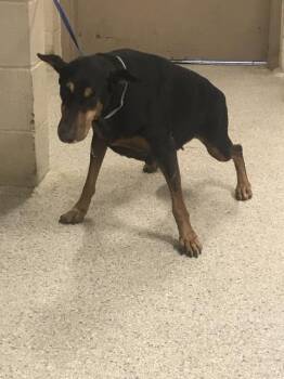 A432809 -  Doberman Pinscher Dog for Adoption in Conroe, Texas - A432809 | PetCurious
