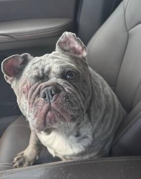 French Bulldog Dogs Available for Adoption in Fort Lauderdale, Florida - Lady Maye | PetCurious