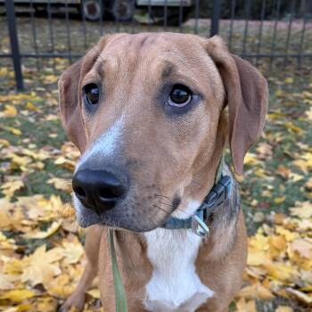 Rescue Hound Dogs for Adoption in Lemont, Illinois - Rocket | PetCurious