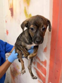 MALIK -  Pit Bull Terrier Dog for Adoption in San Bernardino, California - MALIK | PetCurious