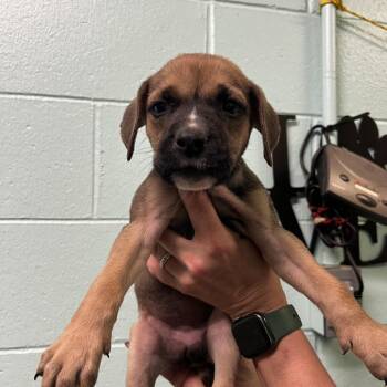 Parsley -  Pit Bull Terrier Dog for Adoption in Harrisville, West Virginia - Parsley | PetCurious