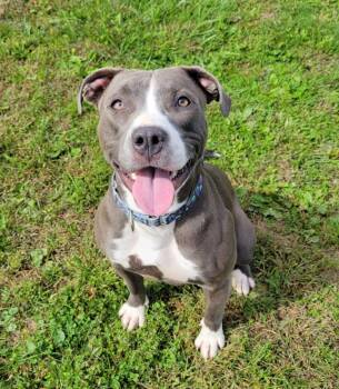 Darcy -  Pit Bull Terrier Dog for Adoption in Lisbon, Ohio - Darcy | PetCurious
