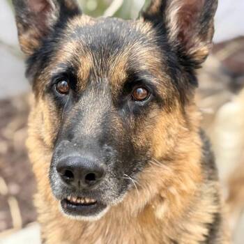 Odysseus -  German Shepherd Dog Dog for Adoption in San Jacinto, California - Odysseus | PetCurious