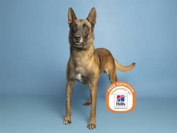 MARK -  Belgian Shepherd Malinois Dog for Adoption in Phoenix, Arizona - MARK | PetCurious