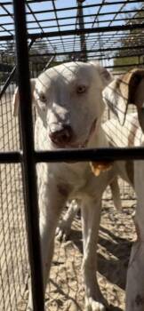 Oliver -  Mixed Breed Dog for Adoption in Fresno, California - Oliver | PetCurious