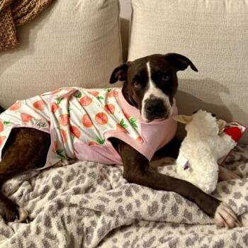 Mabel Loves Stuffies -  Boxer and Pit Bull Terrier Dog for Adoption in Friendswood, Texas - Mabel Loves Stuffies | PetCurious