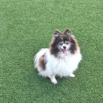 Toodles 9411 -  Pomeranian Dog for Adoption in Loxahatchee Groves, Florida - Toodles 9411 | PetCurious