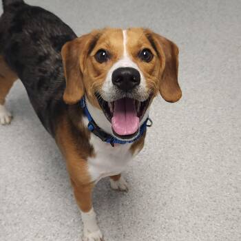 Zeus -  Beagle and Terrier Dog for Adoption in Marshfield, Wisconsin - Zeus | PetCurious
