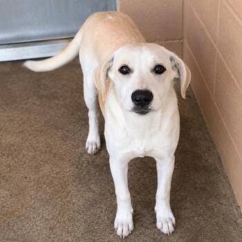 Avalon -  Yellow Labrador Retriever Dog for Adoption in Grand Bay, Alabama - Avalon | PetCurious