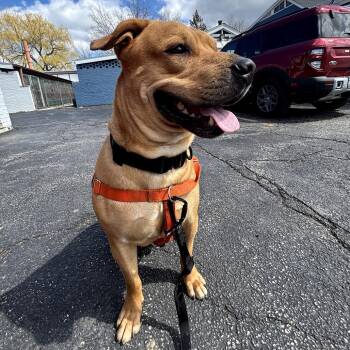 Boxer Dogs Available for Adoption in Northbrook, Illinois - Mateo HW+ | PetCurious