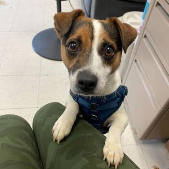Traffic Cone -  Mixed Breed Dog for Adoption in Davenport, Iowa - Traffic Cone | PetCurious