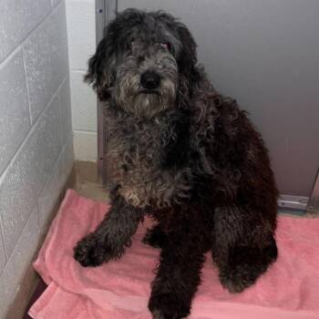 Australian Shepherd and Poodle Dogs Available for Adoption in Marshall, Virginia - Sprocket | PetCurious