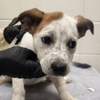 Nerd -  Mixed Breed Dog for Adoption in Murray, Utah - Nerd | PetCurious