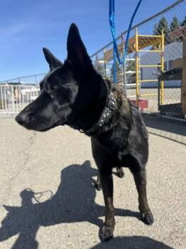 Belgian Shepherd Malinois Dogs Available for Adoption in Stockton, California - ALOY | PetCurious