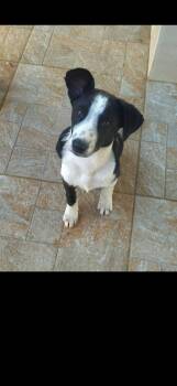 Canaan Dog Dogs Available for Adoption in New York, New York - Charlie | PetCurious