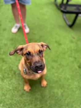 Rebecca -  Hound Dog for Adoption in Charlotte, North Carolina - Rebecca | PetCurious
