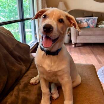 Toby -  Shepherd Dog for Adoption in Palos Heights, Illinois - Toby | PetCurious