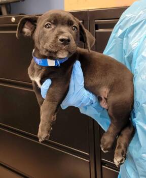 Mixed Breed Dogs Available for Adoption in Chillicothe, Ohio - President