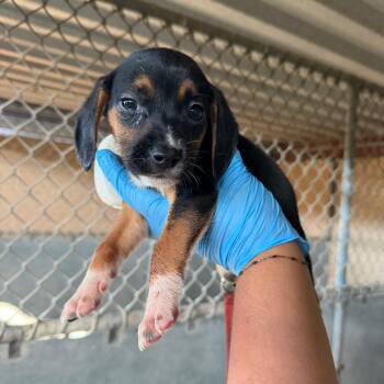 Sticky Toffee -  Shepherd and Mixed Breed Dog for Adoption in Edinburg, Texas - Sticky Toffee | PetCurious