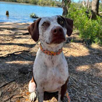 Arya -  German Shorthaired Pointer Dog for Adoption in Hinesville, Georgia - Arya | PetCurious