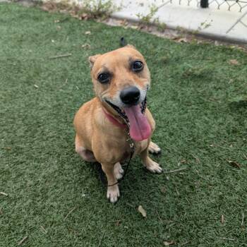 Myrle -  Mixed Breed Dog for Adoption - Myrle | PetCurious