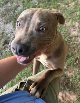 Bailey (Born 02/26/2026) -  Pit Bull Terrier Dog for Adoption in Troy, Alabama - Bailey (Born 02/26/2026) | PetCurious