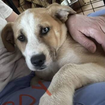 Husky Dogs Available for Adoption - Giorgio | PetCurious