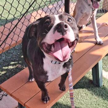 Roxie -  Terrier and Mixed Breed Dog for Adoption in Abilene, Texas - Roxie | PetCurious