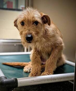 TATE -  Irish Terrier Dog for Adoption in Clyde, North Carolina - TATE | PetCurious