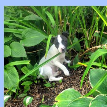 Pepper -  Boston Terrier and Bull Terrier Dog for Adoption in Lake Geneva, Wisconsin - Pepper | PetCurious