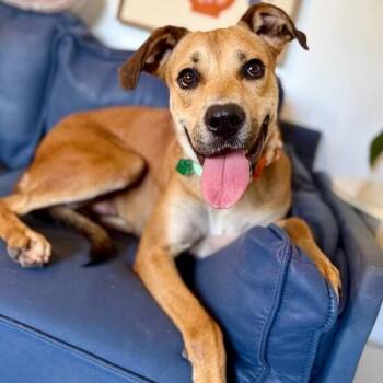 Rye Sweet as Pie Loves Everyone -  Labrador Retriever and Pit Bull Terrier Dog for Adoption in Friendswood, Texas - Rye Sweet As Pie Loves Everyone | PetCurious