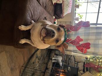 American Bulldog Dogs Available for Adoption in Kansas City, Missouri - Pig  | PetCurious