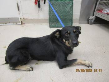(203) -  Shepherd Dog for Adoption in Marietta, Georgia - (203) | PetCurious