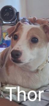 Thor -  Jack Russell Terrier and Schnauzer Dog for Adoption in New Braunfels, Texas - Thor | PetCurious