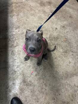 Pit Bull Terrier and Mixed Breed Dogs Available for Adoption in Gainesville, Florida - Baby | PetCurious