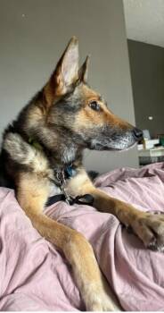 Roxanne -  German Shepherd Dog Dog for Adoption in Toronto, Ontario - Roxanne | PetCurious