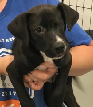 Loki -  Retriever and Mixed Breed Dog for Adoption in Morton Grove, Illinois - Loki | PetCurious
