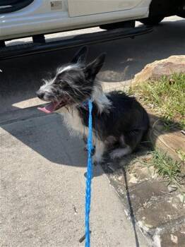 A661061 -  Cairn Terrier Dog for Adoption in Houston, Texas - A661061 | PetCurious