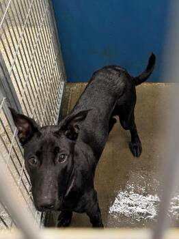 MaKa -  Mixed Breed Dog for Adoption in Henderson, North Carolina - MaKa | PetCurious