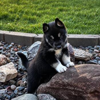 Marley -  Siberian Husky and Husky Dog for Adoption in Blaine, Minnesota - Marley | PetCurious