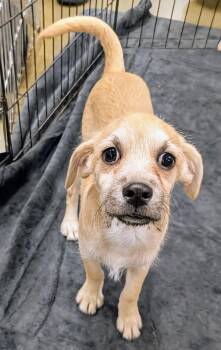 Rescue Chihuahua Dogs for Adoption in Saint David, Arizona - Elvis | PetCurious