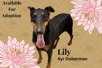 Rescue Doberman Pinscher Dogs for Adoption in San Diego, California - Lily | PetCurious